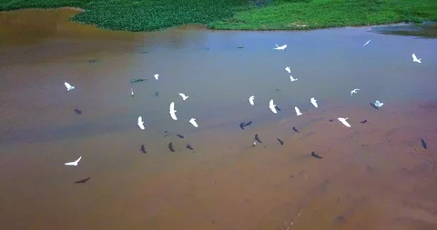 Fly over pond Stock-Footage 88226377