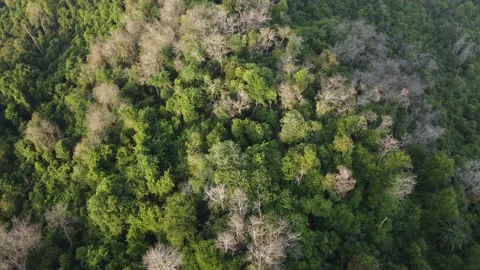 Fly over rainforest at Malaysia. Stock Footage 150197410