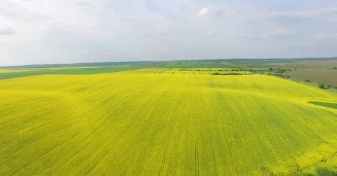 Fly over a rape field Stock Footage 77030449