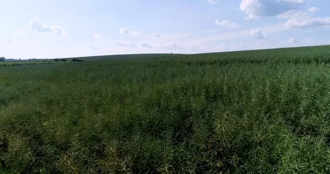 Fly over rape field Video stock 90566615