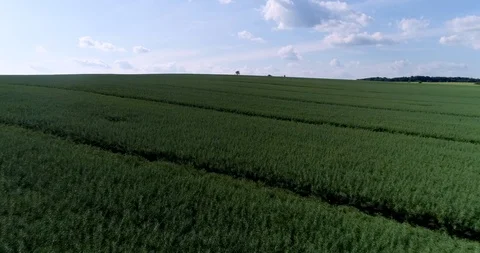 Fly over rape field Video stock 90566921