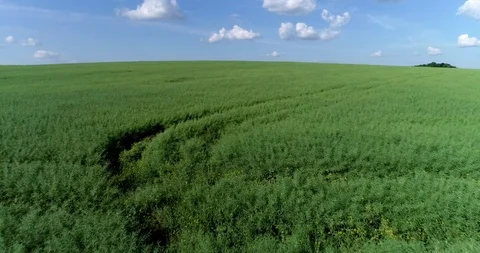 Fly over rape field Video stock 90567800