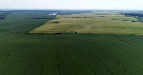 Fly over rape field Video stock 90568103