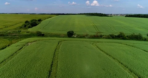 Fly over rape field Video stock 90568416