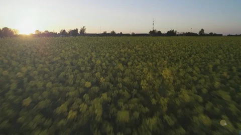 Fly over rape field Stock Footage 108093253