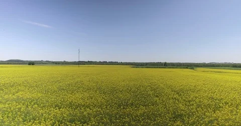 Fly over rapefields_DJI 0001 Video stock 76517885