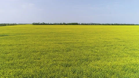 Fly over a rapeseed field on a clear day Video stock 153392730