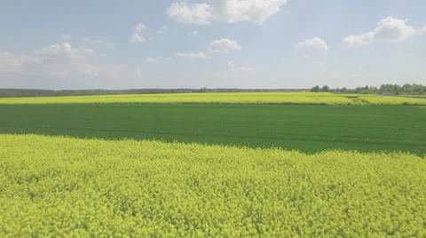 A fly over a rapeseed field cut with a field of young wheat Video stock 63963676