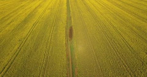 A Fly Over A Rapeseed Field Stock Footage 88671465