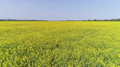 Fly over a rapeseed field Video stock 153388935