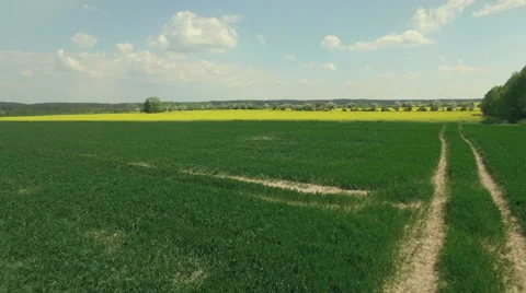 A fly over a rapeseed fields divided by rows of blooming fruit trees Video stock 63966895