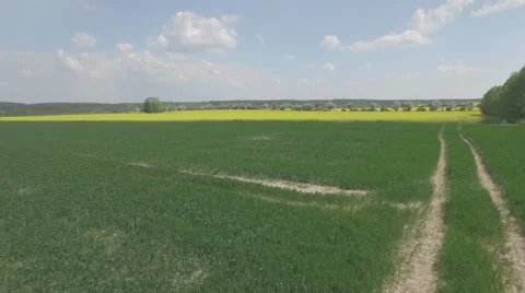 A fly over a rapeseed fields divided by rows of blooming fruit trees Video stock 63967220