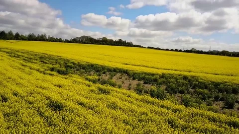Fly Over Rapseed Fields Video stock 79075149