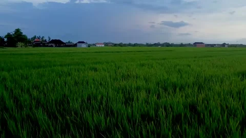 Fly over rice fields in Bali Stock Footage 152093352