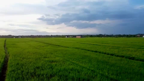 Fly over rice fields in Bali Stock Footage 152093364