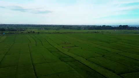 Fly over rice fields in Bali Stock Footage 152093370