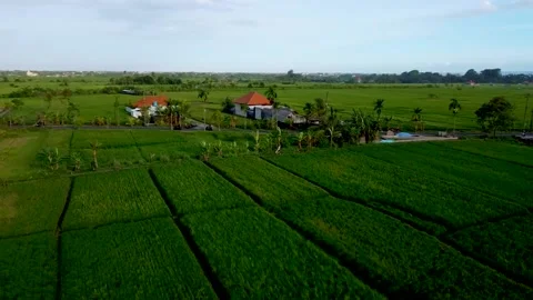 Fly over rice fields in Bali Stock Footage 152093383