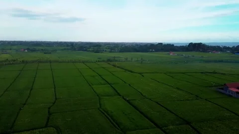 Fly over rice fields in Bali Stock Footage 153008969