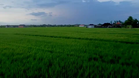 Fly over rice fields in Bali Stock Footage 153008987