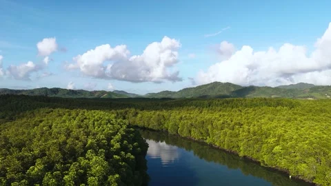Fly over river att Phang Nga bay mangrove forest Stock Footage 333286450