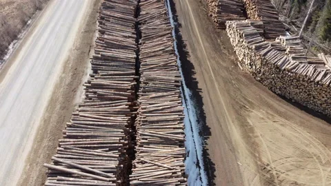 Fly over rows of logs in forest Stock Footage 151784951