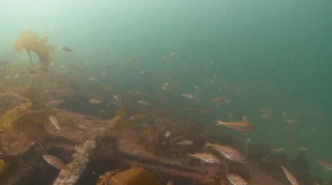 Fly over shipwreck fish Video stock 49380546