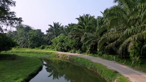 Fly over small curve river and rural path near oil palm plantation Video stock 244880041