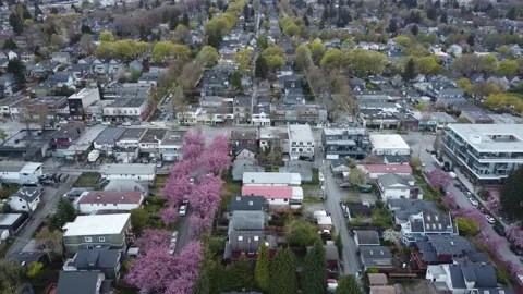 Fly over small Vancouver streets with cherry blossom and tiny houses Video stock 194982511