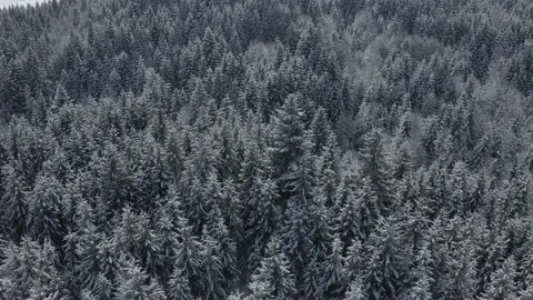 Fly over snow-covered trees Stock Footage 168168385