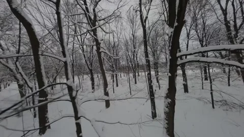 Fly Over Snowscape Trees And Trails In Mont Royal Park During Winter In Stock Footage 302147701