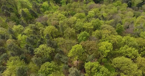 Fly over spring forest in Stuttgart Stockbeeldmateriaal 89992793