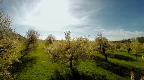 Fly over spring trees. plants nature background. summertime. aerial view Stock Footage 38275536