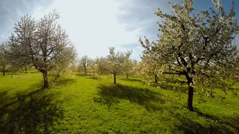 Fly over spring trees plants nature background summertime aerial view Stock Footage 74089005
