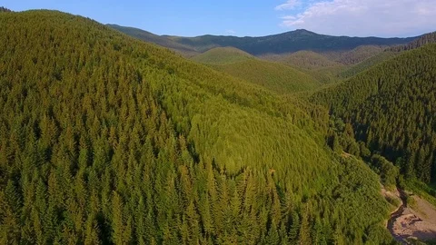 Fly over summer forest in mountains Stock Footage 79999125