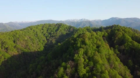 Fly Over The Summer Mountain Forest Stock Footage 168949347