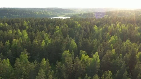 Fly over Summer Pine Forest In Sunny Day camera move forward Stock Footage 108579170