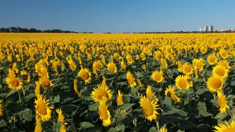 Fly over sunflower field close up low angle city background buildings Stock Footage 157650668