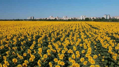 Fly over sunflower field close up low angle city background buildings Stock Footage 157650669