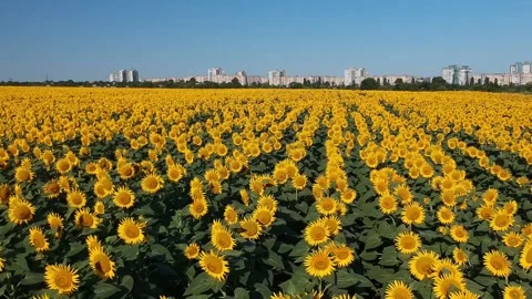 Fly over sunflower field close up low angle city background buildings Stock Footage 157650682