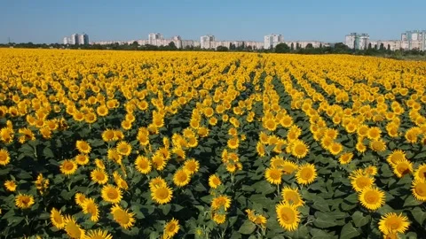 Fly over sunflower field close up low angle city background buildings Stock Footage 157650700