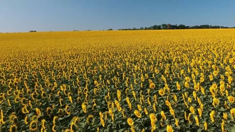 Fly over sunflower field close up low angle city background buildings Stock Footage 157651510