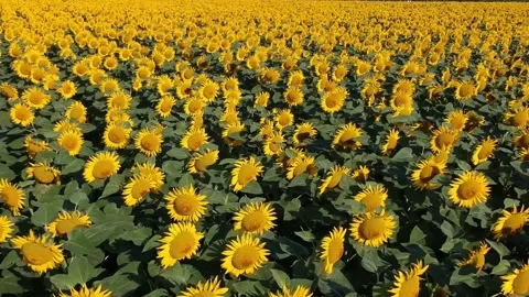 Fly over sunflower field close up low angle city background buildings Stock Footage 157651649
