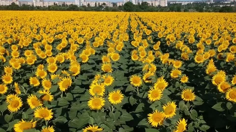 Fly over sunflower field close up low angle city background buildings Stock Footage 157651879