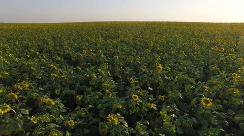 Fly over the sunflower field Stock Footage 65247658
