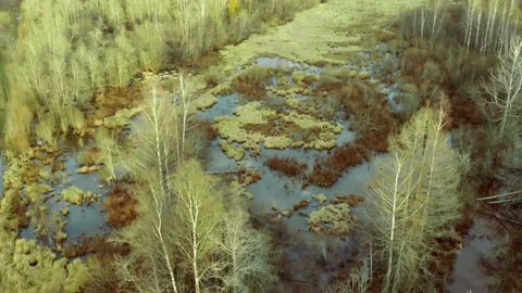 Fly over the swamp Stock Footage 149890935