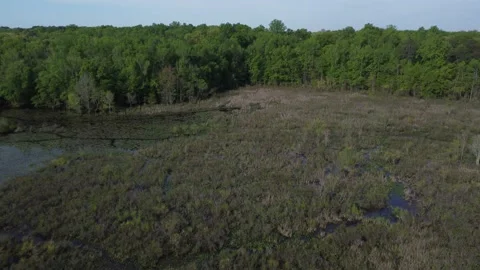 Fly over swamp Video stock 239071902