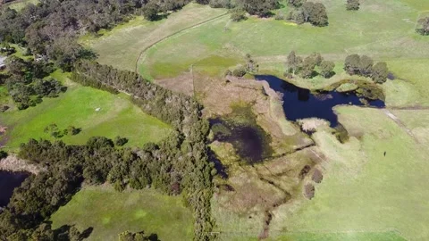 Fly Over of Swamy Farm Land Green Pastures Livestock and Water Lake Stock Footage