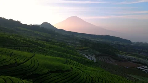 Fly over tea plantation on the mountain slope with sunrise sky and Sumbing Stock Footage 243722460