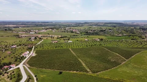 Fly over &amp; tilt to Top view olive tree fields near Pernes, Portugal 4K Stock Footage 154467235