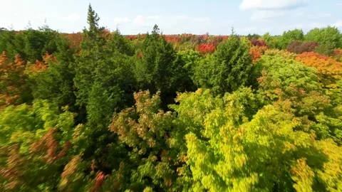 Fly over top of maple trees close Stock Footage 256941349